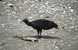 833_Zwarte gier op het strand, Puerto Lopez